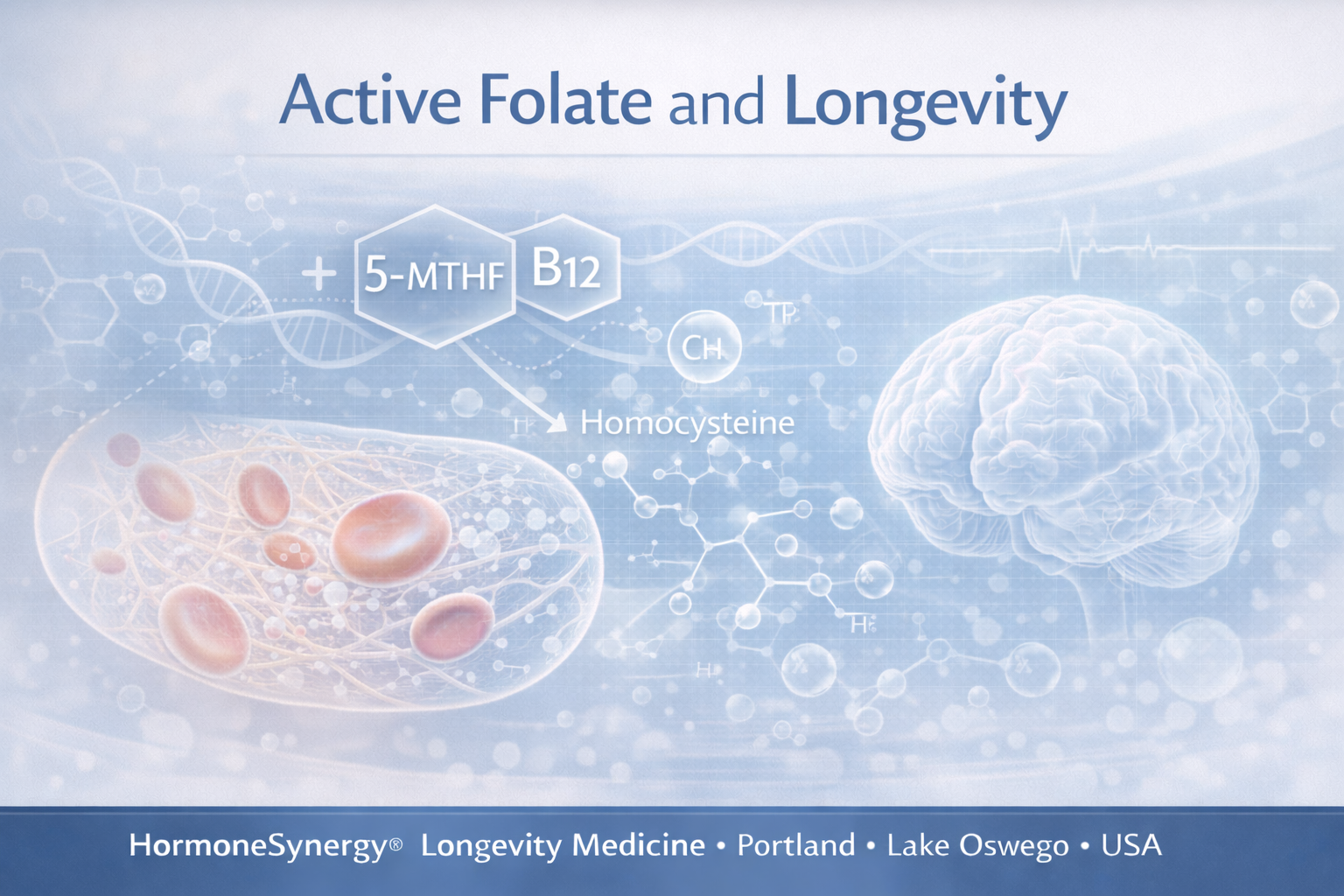 Active Folate (5-MTHF) and Longevity: Methylation, Homocysteine, Brain Health, and Healthy Pregnancy Support