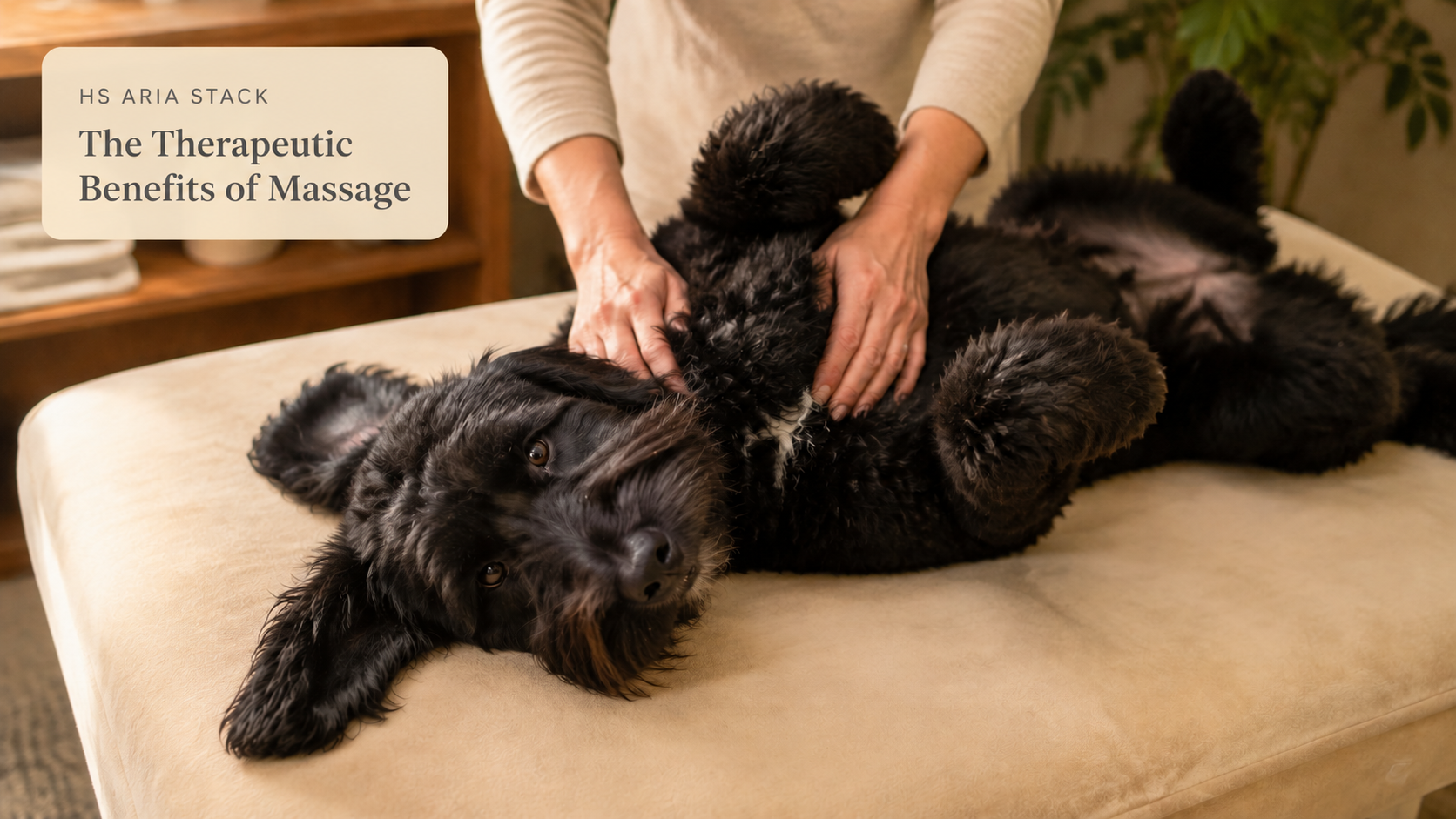 Aria, a furry black German Shepoodle, relaxing belly-up while receiving a gentle therapeutic massage.