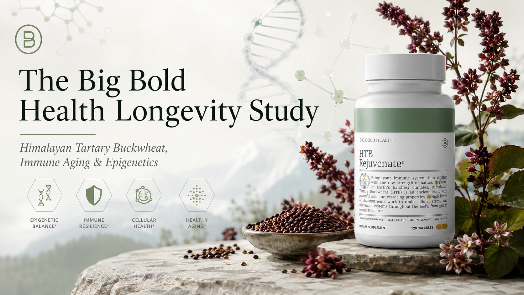 Big Bold Health Longevity Study of Himalayan Tartary Buckwheat, epigenetic aging, immune aging and polyphenol biology