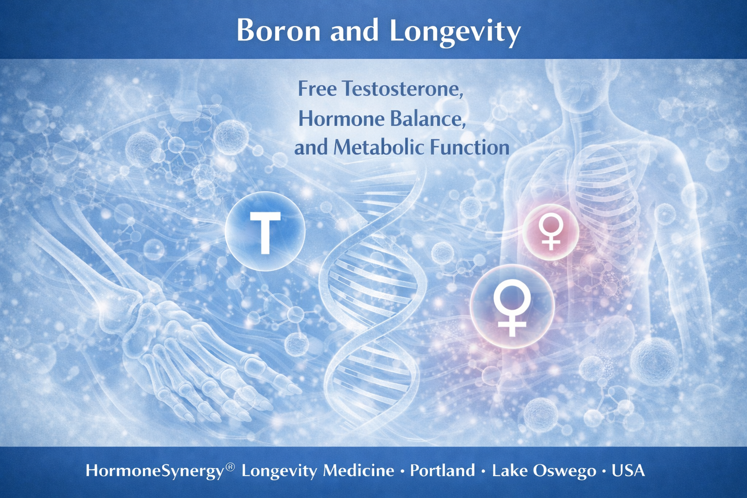 Boron and longevity illustration showing hormone balance free testosterone metabolic support and bone health HormoneSynergy