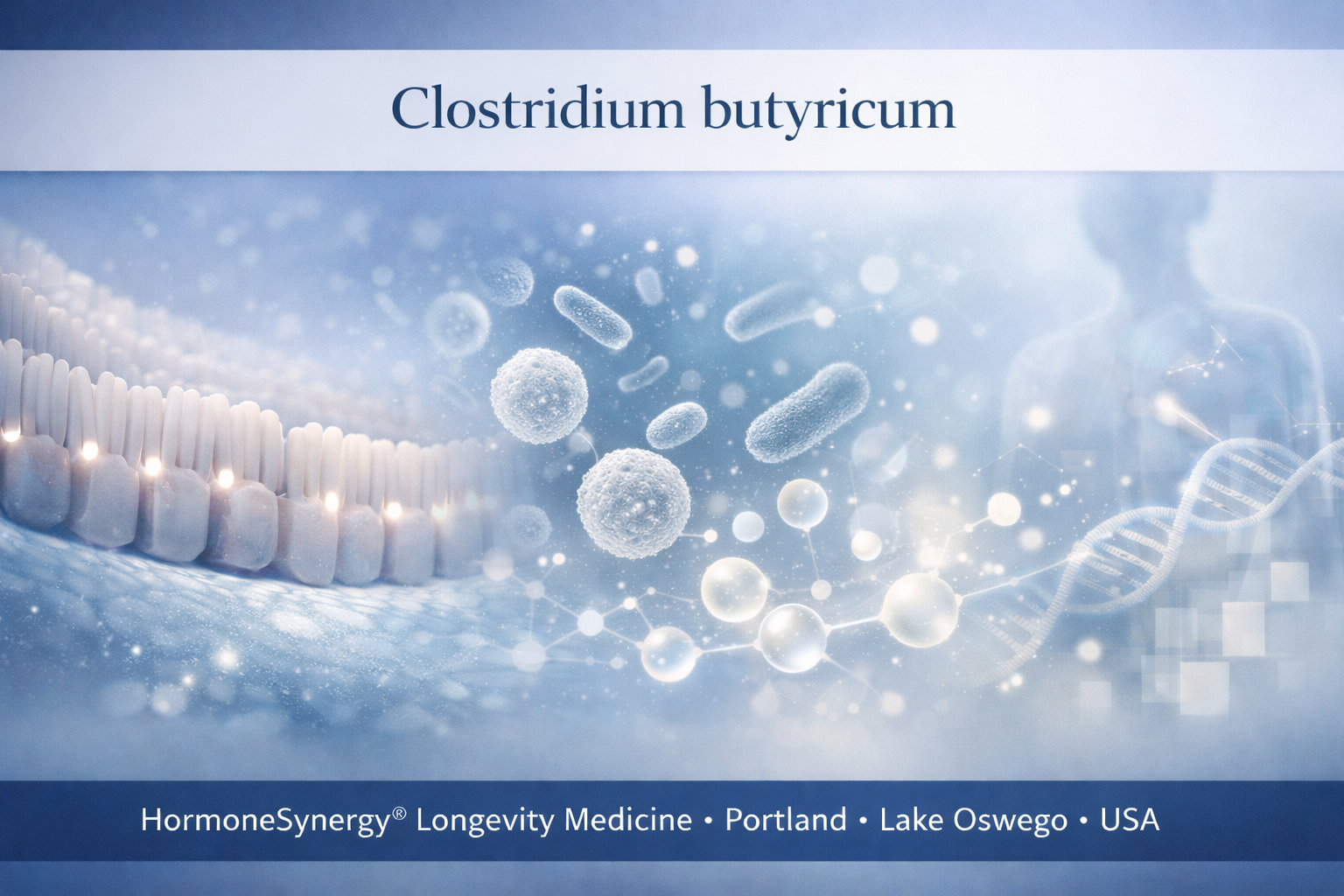 Clostridium butyricum clinical editorial banner showing gut barrier integrity, microbiome function, and butyrate-related support in longevity medicine
