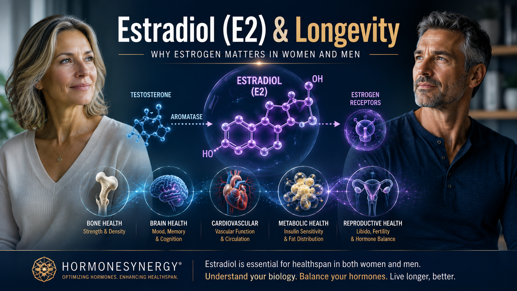 Estradiol E2 and longevity illustration showing estrogen physiology, testosterone aromatization, bone, brain, cardiovascular, and metabolic health in women and men.
