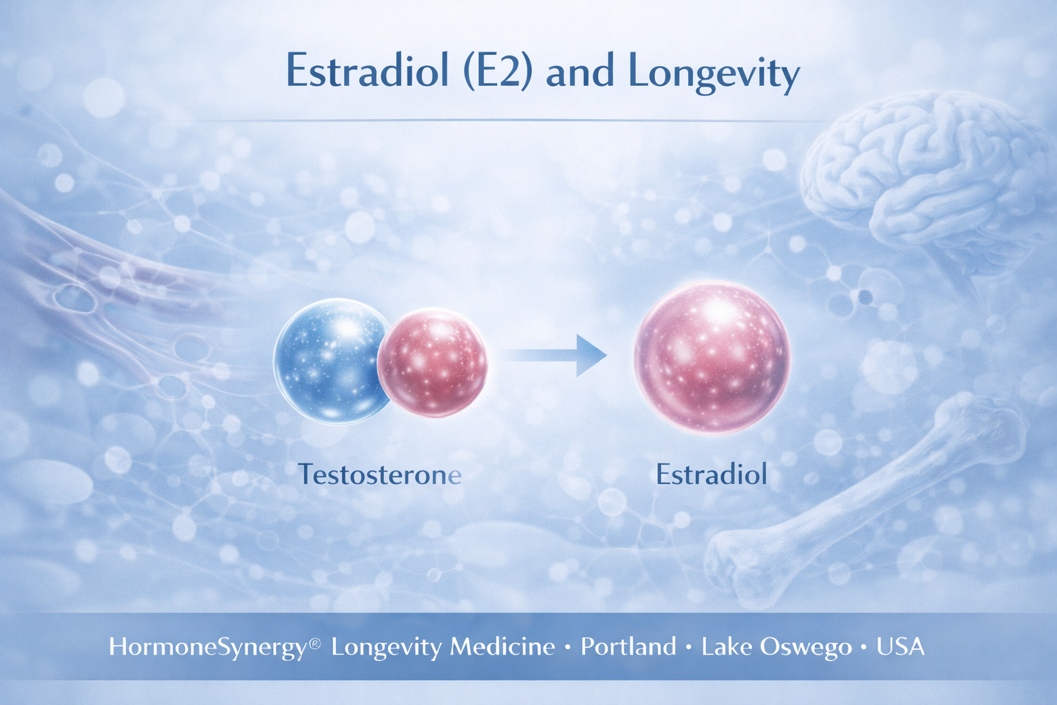 Clinical illustration representing estradiol hormone balance, testosterone conversion, and metabolic health in longevity medicine