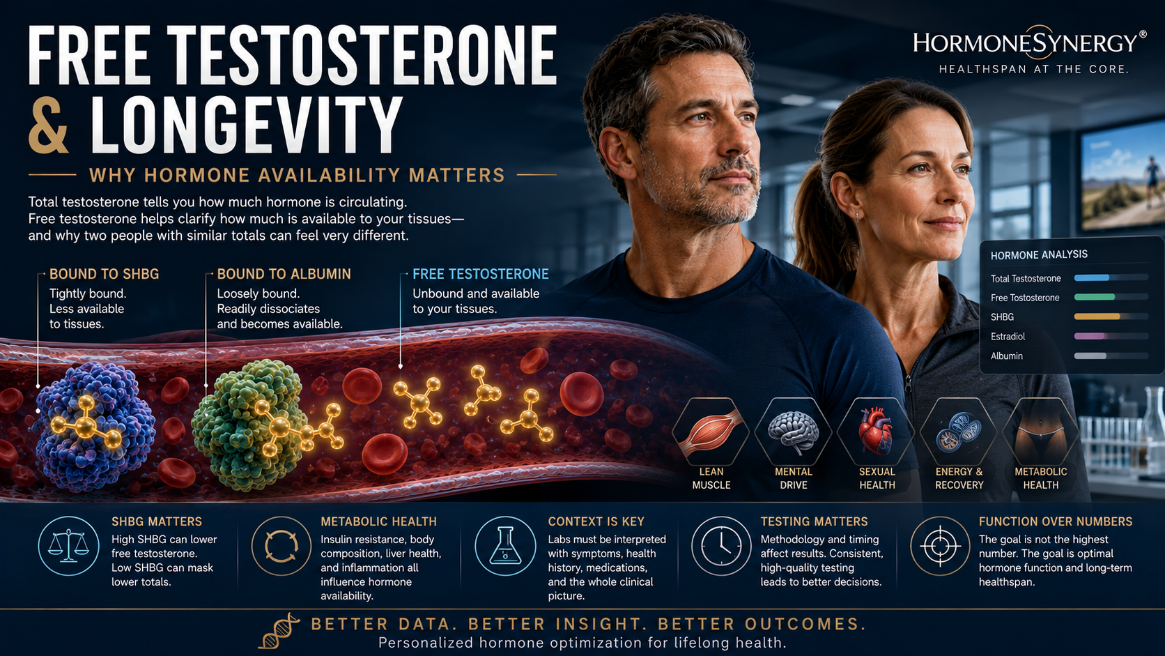 Free testosterone and longevity illustration showing testosterone binding to SHBG and albumin and the smaller free testosterone fraction in men and women.