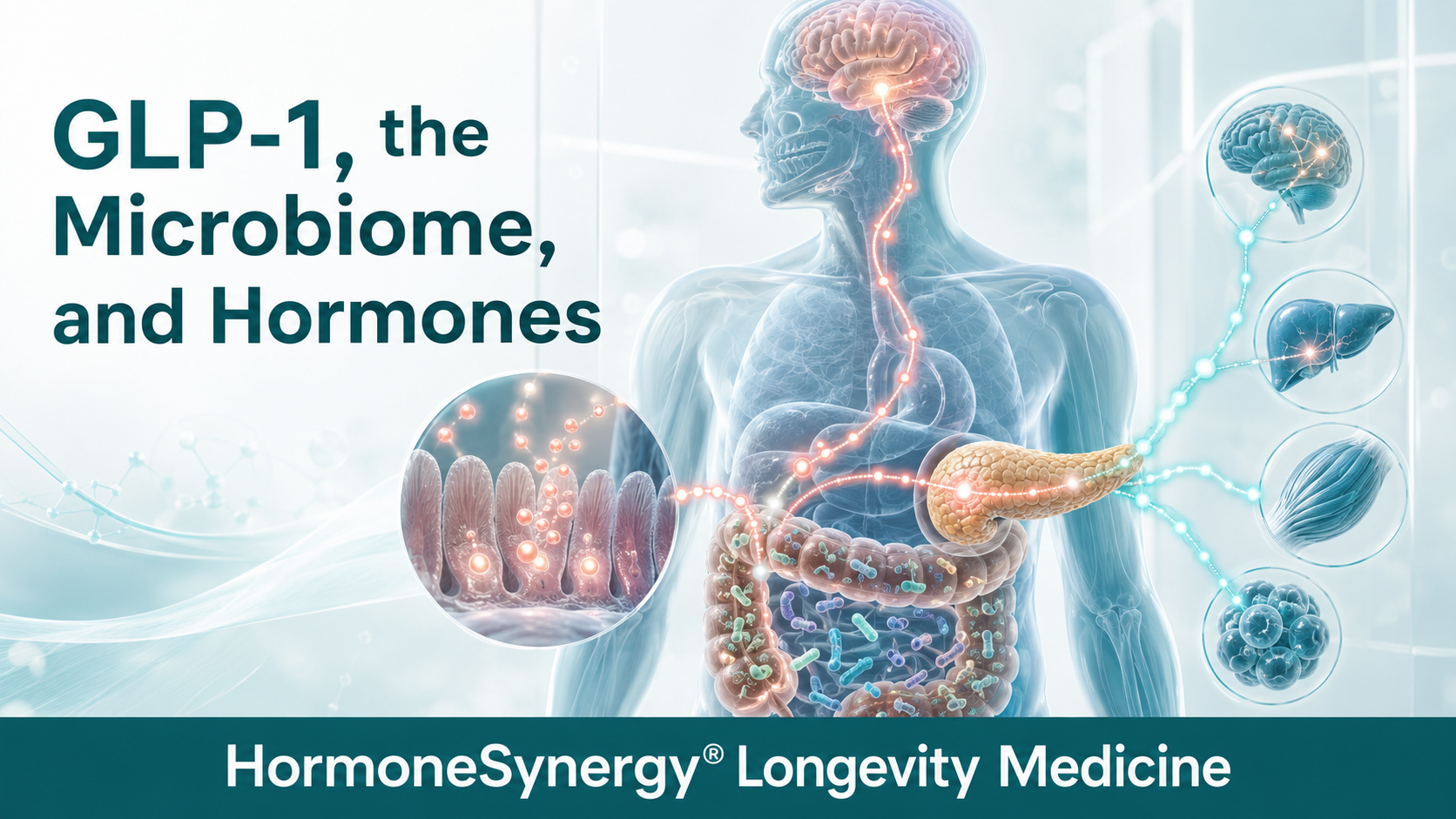 Medical illustration of GLP-1 signaling connecting the gut microbiome with the pancreas, brain, appetite, and metabolic hormone pathways.