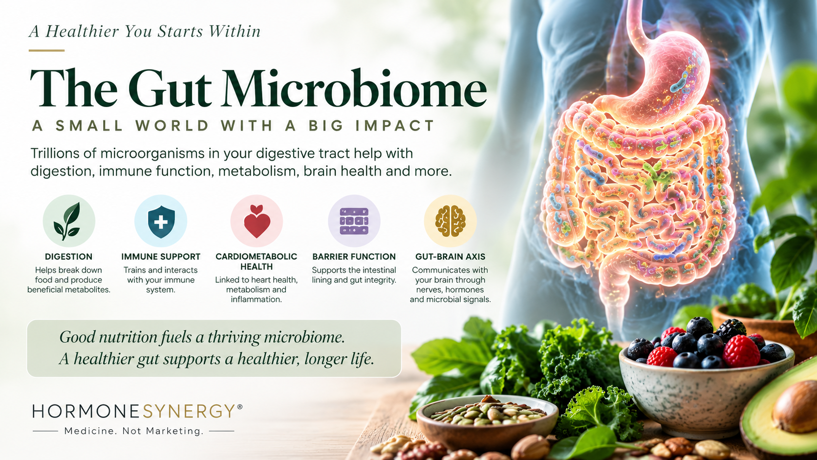 Gut microbiome illustration showing intestinal microbes, gut barrier, immune signaling, metabolism and the gut-brain connection.