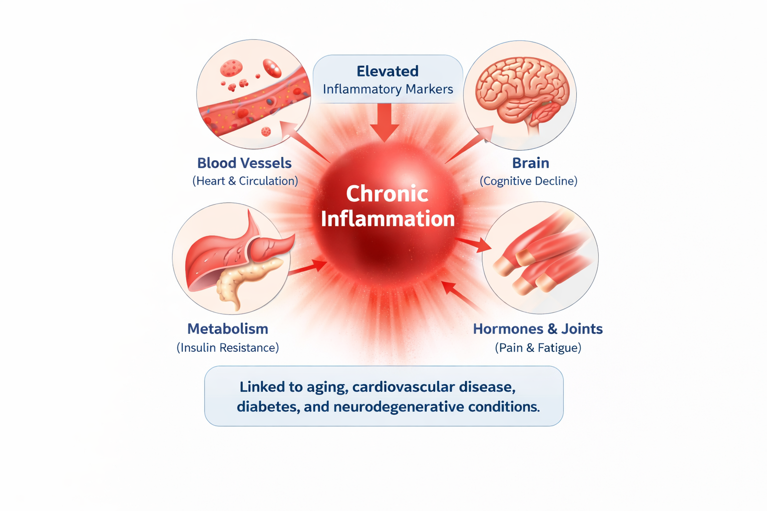 Chronic inflammation clinical illustration showing elevated inflammatory activity affecting metabolism, brain function, and cardiovascular health
