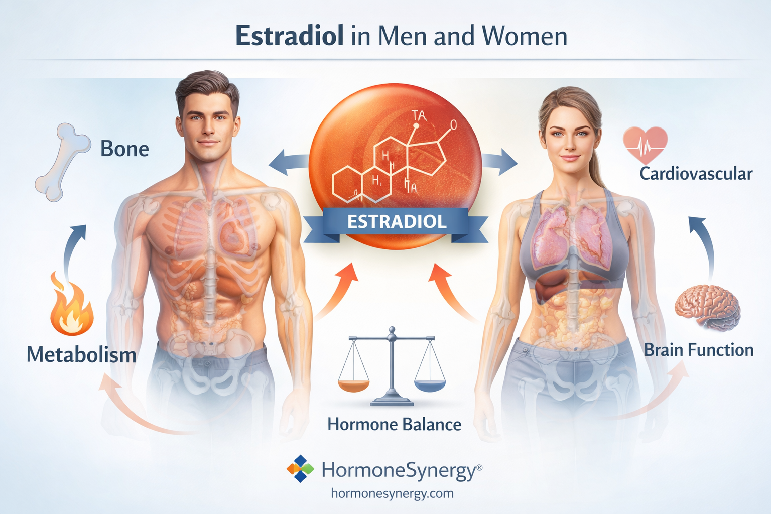 Estradiol clinical illustration showing hormone effects on bone, metabolism, and overall balance in both men and women