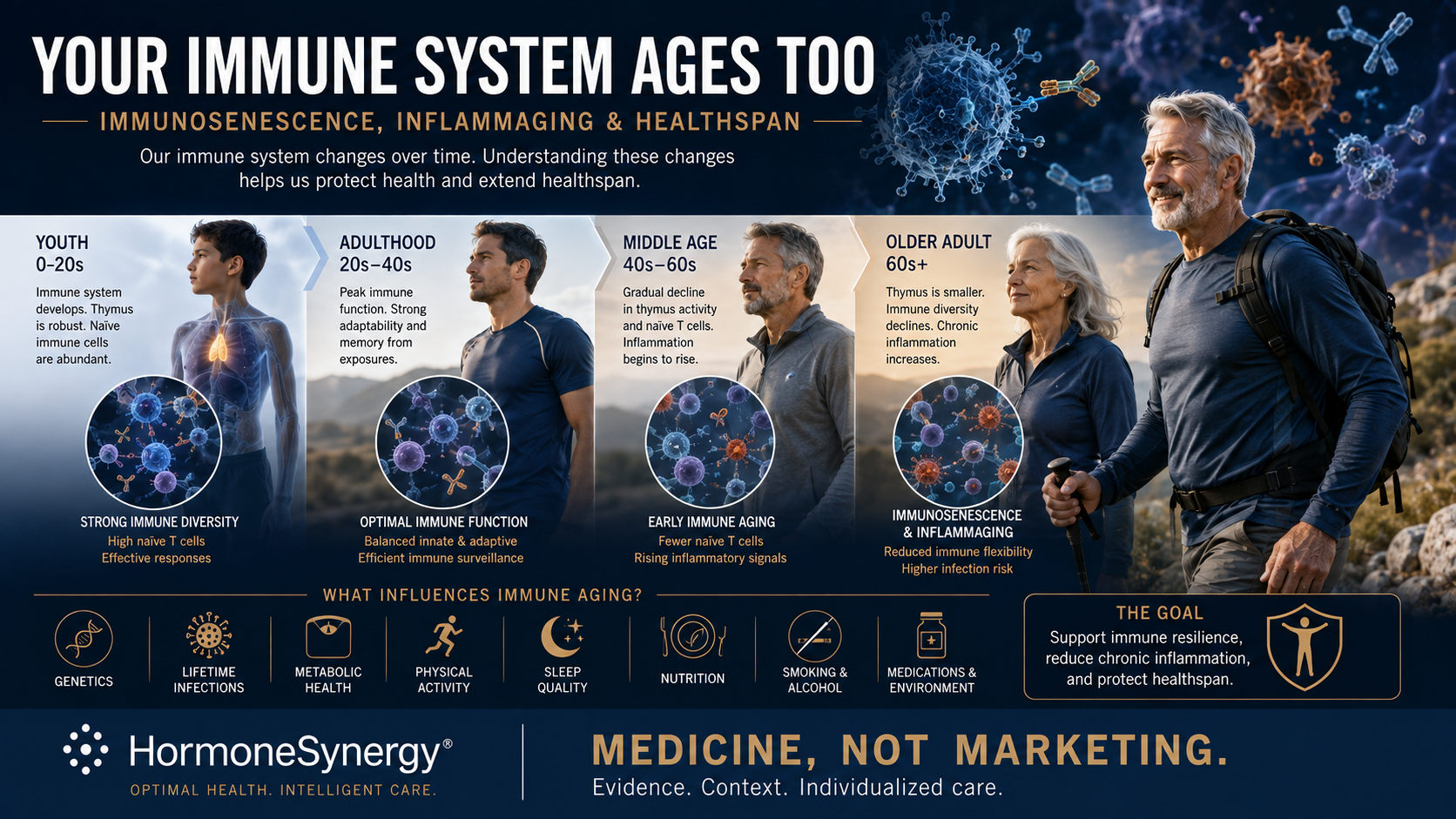 Medical illustration showing immunosenescence and changes in immune cells and inflammation as the human immune system ages.