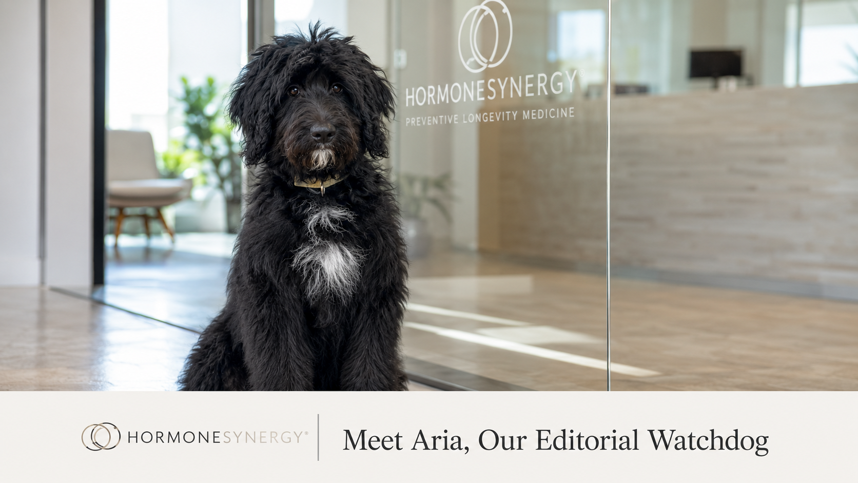 Aria, a black Shepadoodle, sitting alert near HormoneSynergy clinic glass as the clinic’s new editorial watchdog.