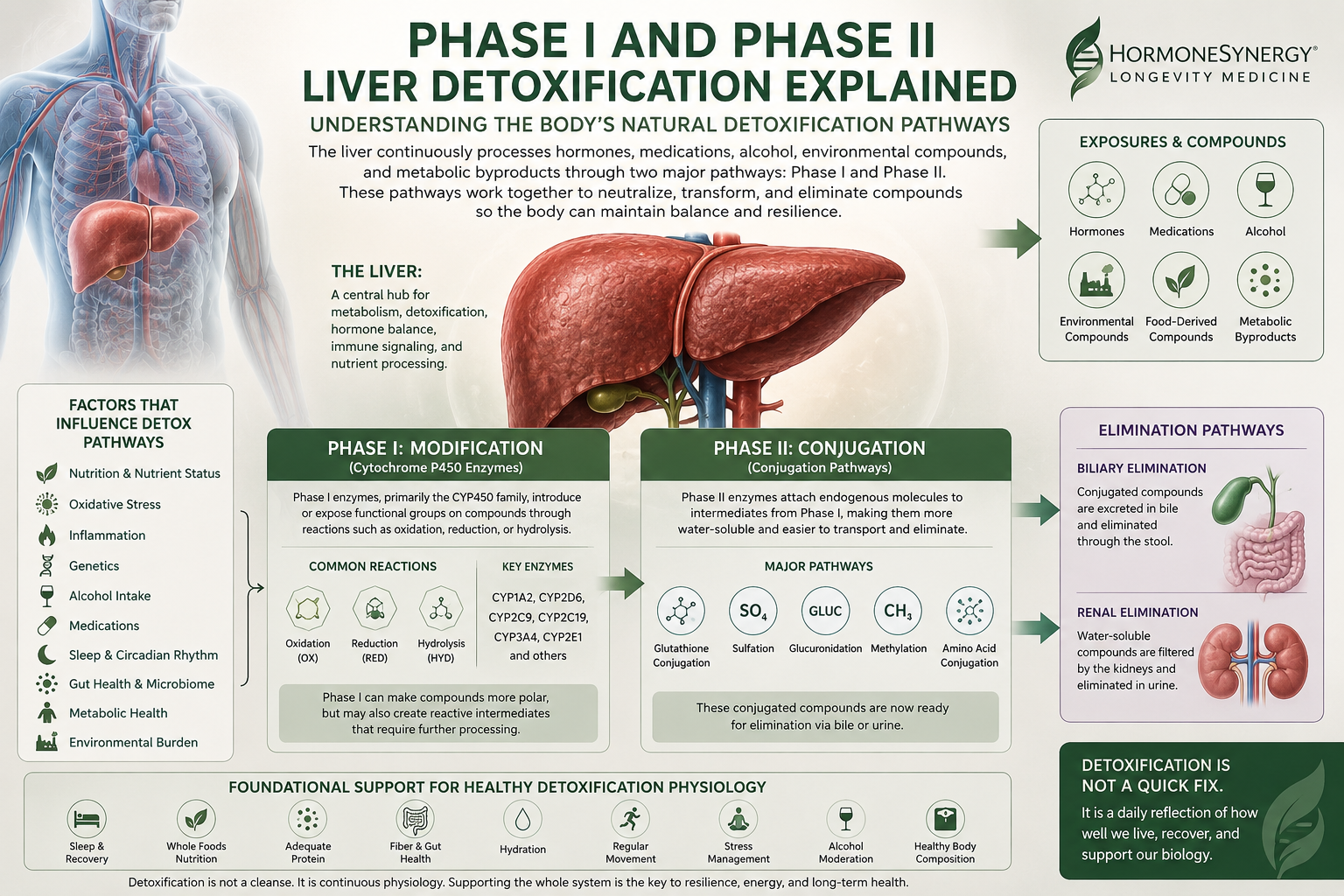 Phase I and phase II liver detoxification pathways, cytochrome P450 metabolism, glutathione physiology, oxidative stress, and longevity medicine educational illustration by HormoneSynergy® Longevity Medicine