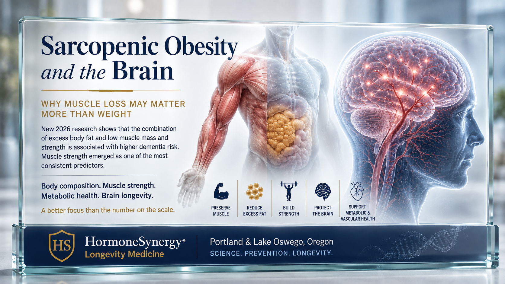 Sarcopenic obesity and brain health illustration showing skeletal muscle, body composition and cerebral circulation in relation to dementia risk and cognitive longevity.