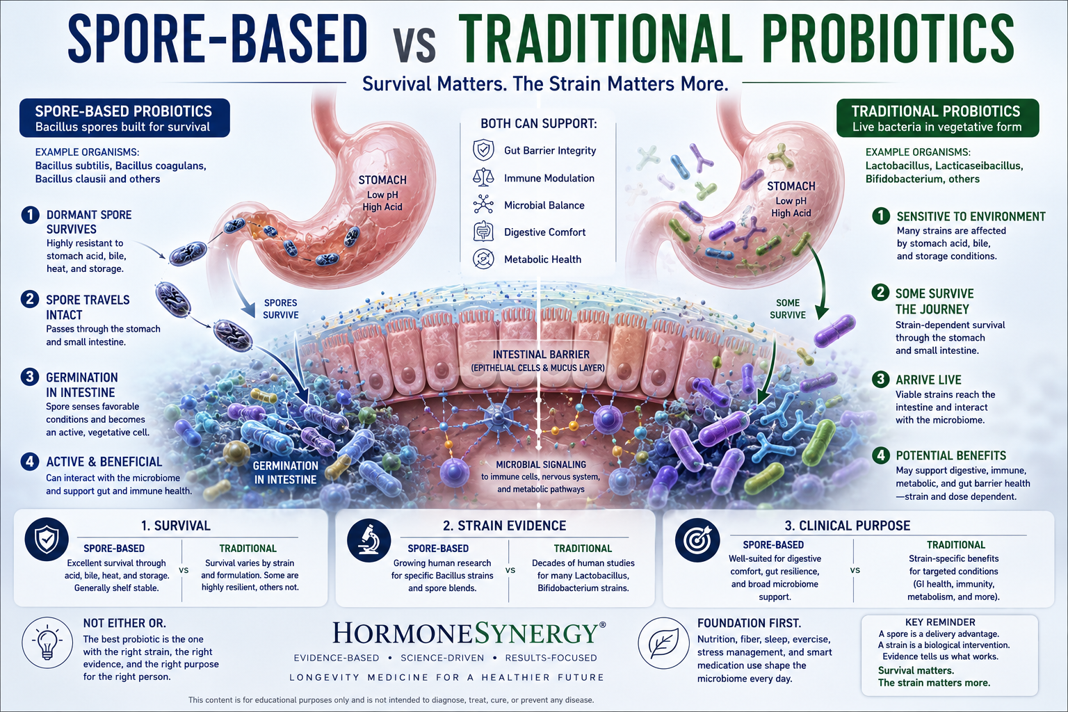 Spore-based vs traditional probiotics showing Bacillus spores surviving stomach acid and germinating in the intestine compared with Lactobacillus and Bifidobacterium probiotic strains.