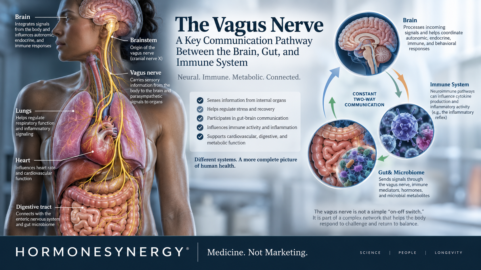 Vagus nerve anatomy illustrating brain, gut, and immune communication through neuroimmune and gut-brain pathways.