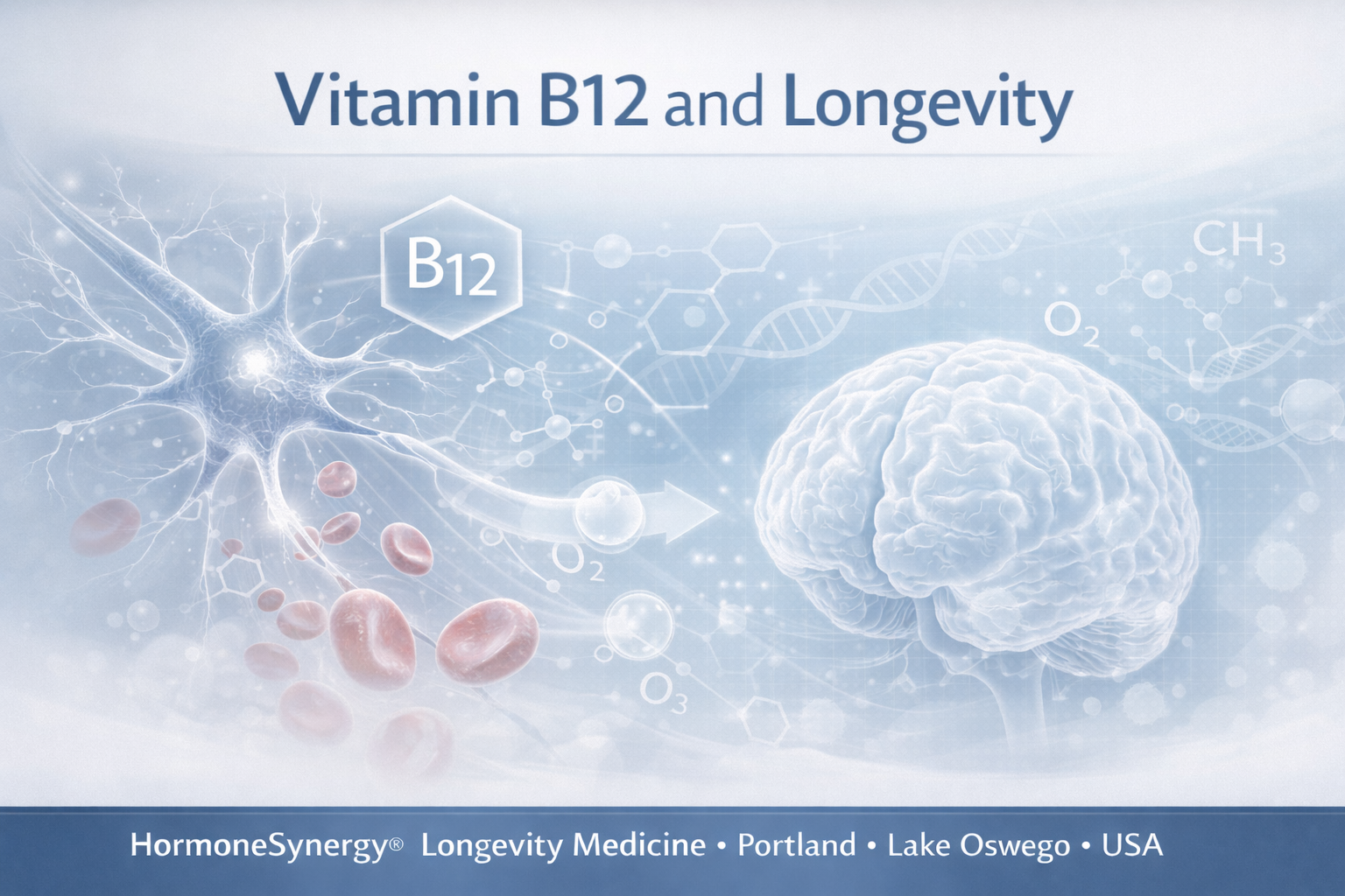 Vitamin B12 and longevity clinical illustration showing nerve function, methylation, brain health, and energy support